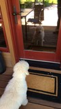barking at reflection!;)